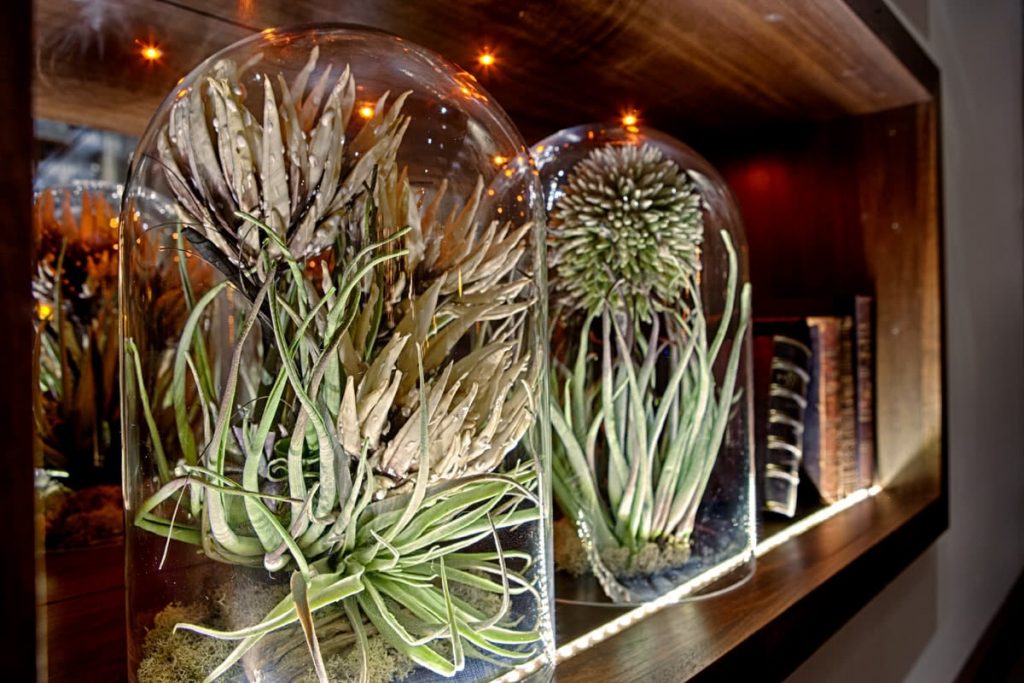 Posana Restaurant Asheville NC Succulent Plant Fixture Selection