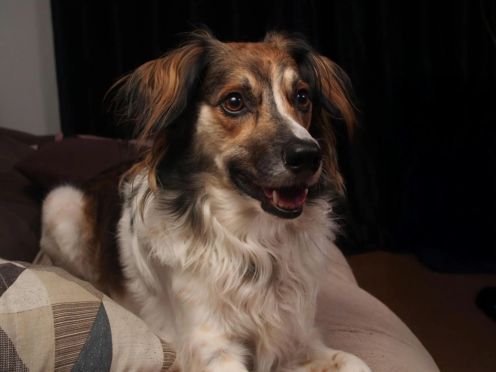 Adorable long-haired dog relaxing on a couch with warm lighting indoors.